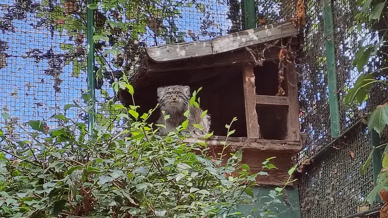 ブダペスト動物園・植物園のボフスの写真
