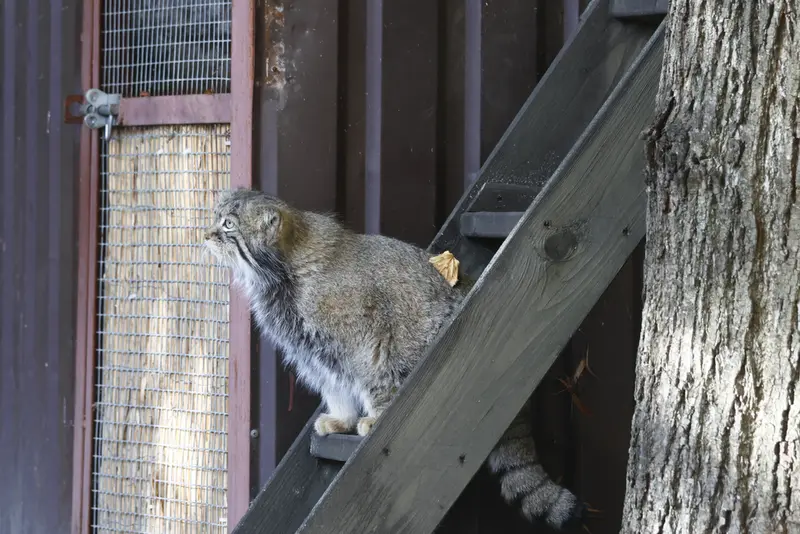 モスクワ動物園のティモフェイの写真