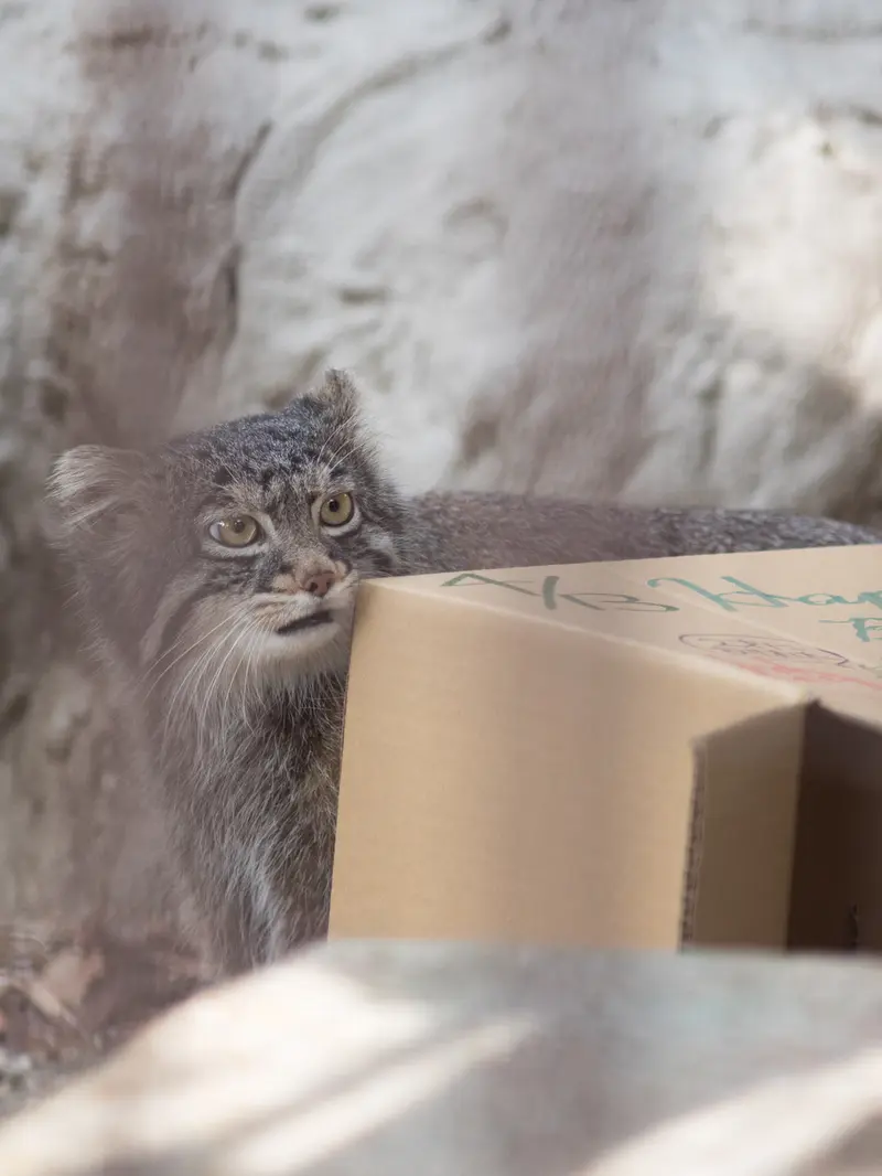 野毛山動物園のフィーガの写真