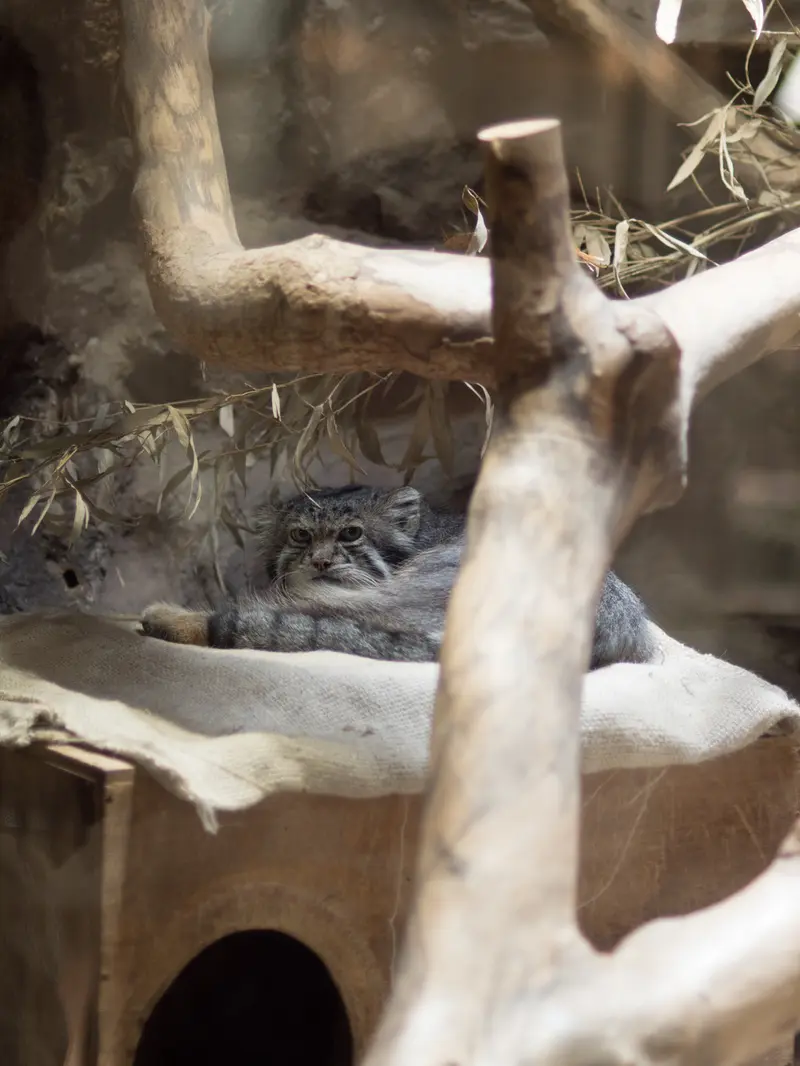 恩賜上野動物園のクリョンの写真