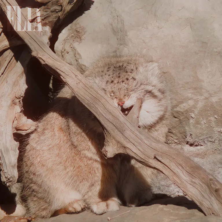 カルガリー動物園 / ワイルダー研究所のオラフの写真