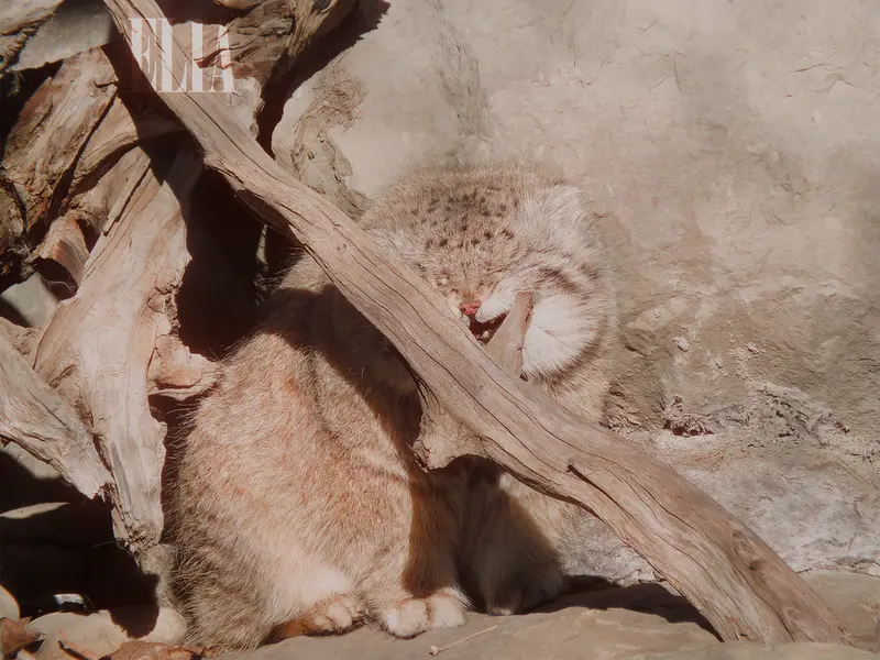 カルガリー動物園 / ワイルダー研究所のオラフの写真