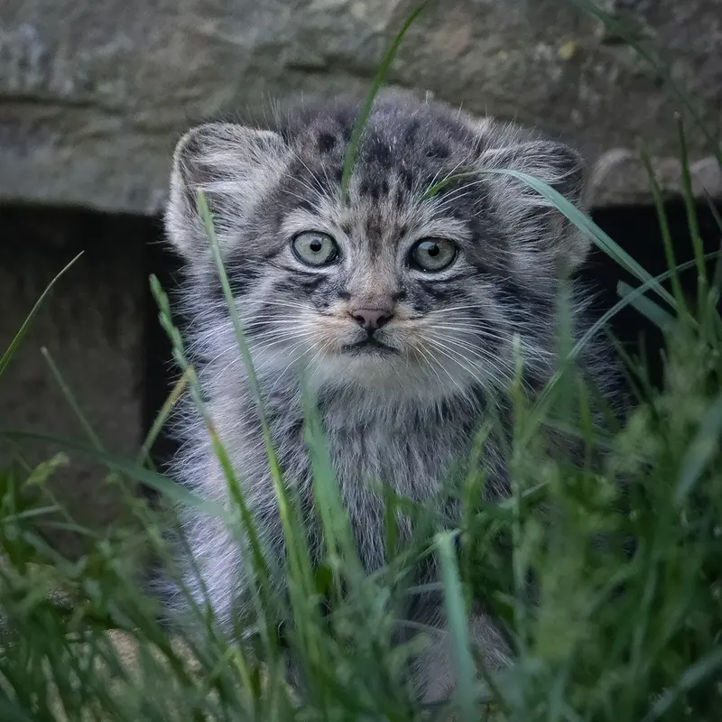 ポート・リムプネ・ワイルド・アニマル・パークのナムーの子猫 b. 2026 Ⅱの写真