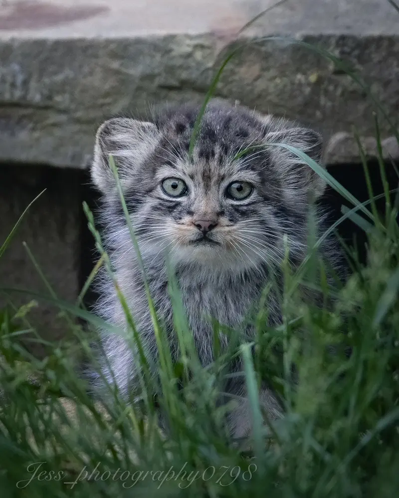 ポート・リムプネ・ワイルド・アニマル・パークのナムーの子猫 b. 2026 Ⅱの写真