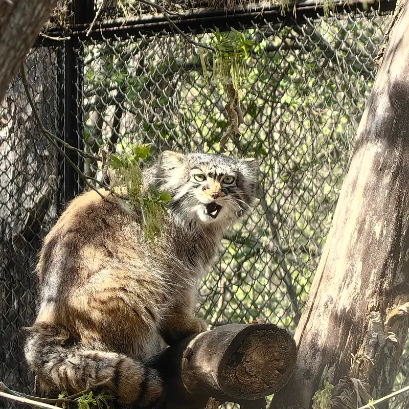 ノヴォシビルスク動物園のゾーシャの写真