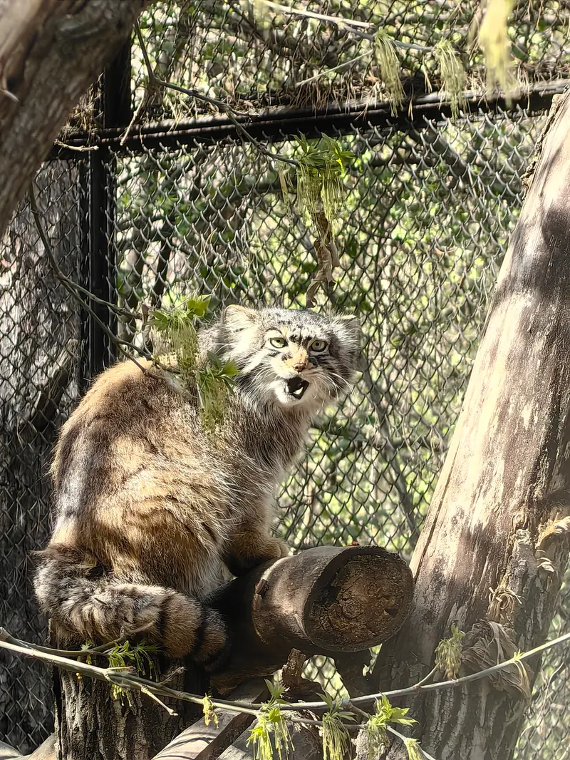 ノヴォシビルスク動物園のゾーシャの写真