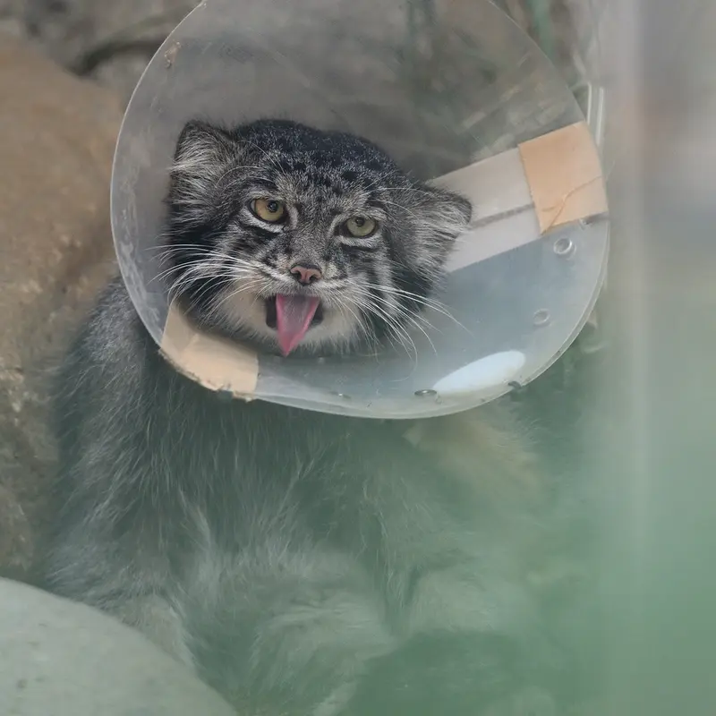 神戸どうぶつ王国のナルの写真