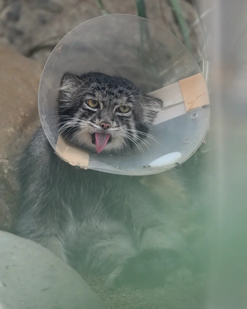 神戸どうぶつ王国のナルの写真