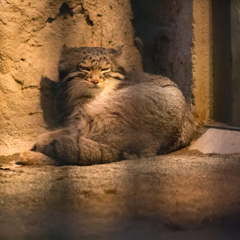野毛山動物園のフィーガの写真