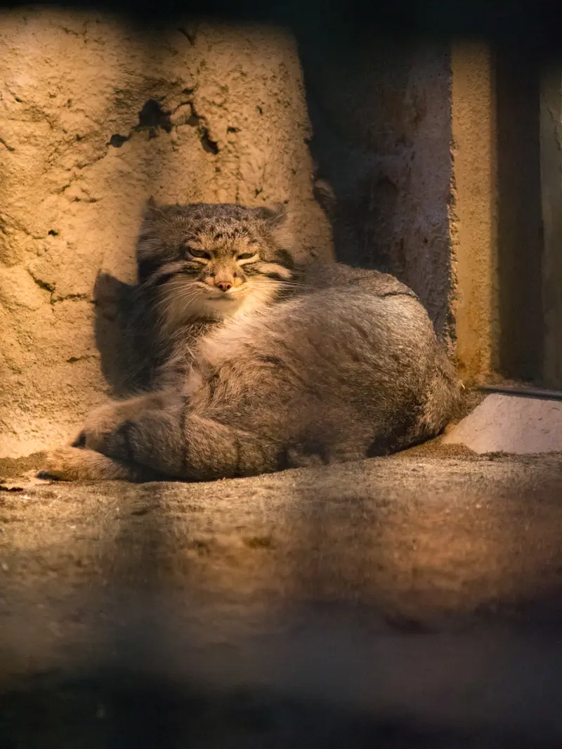 野毛山動物園のフィーガの写真