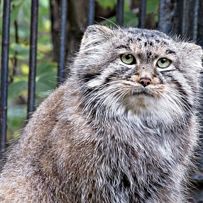 ノヴォシビルスク動物園のシェブの写真