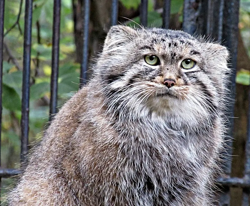 ノヴォシビルスク動物園のシェブの写真