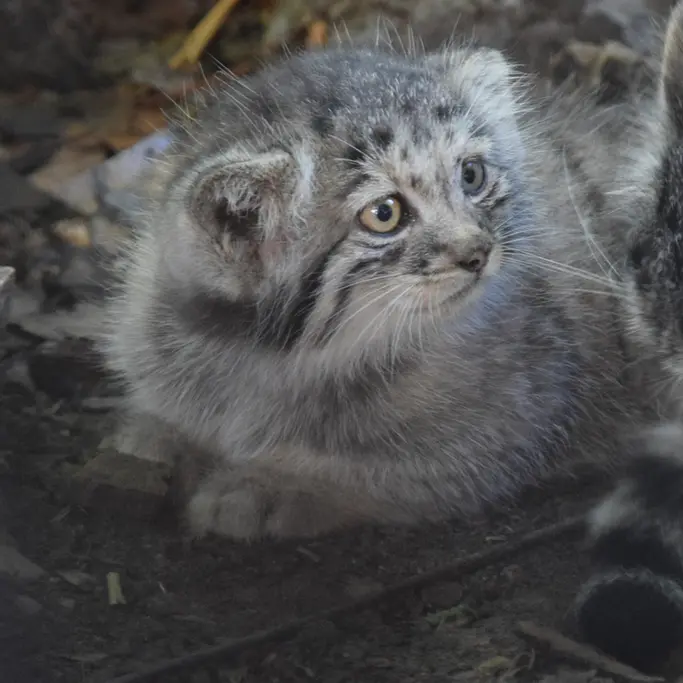 ブダペスト動物園＆植物園のボリス Ⅱの写真