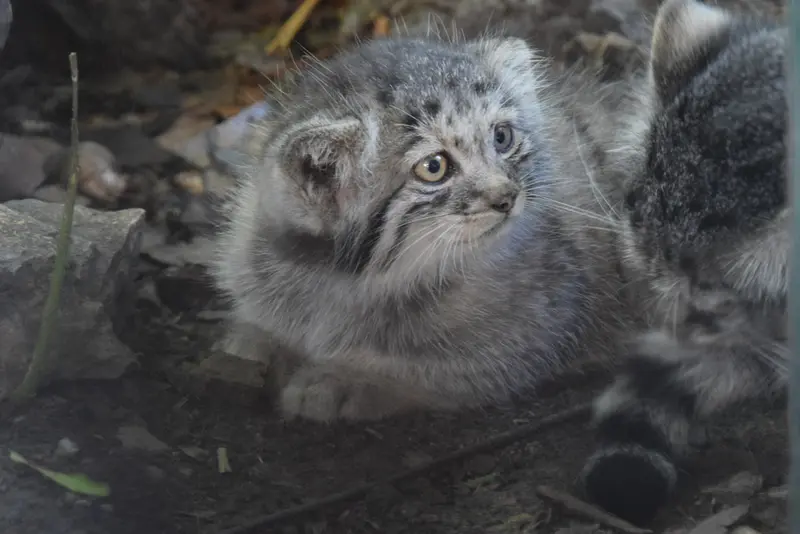 ブダペスト動物園・植物園のボリス Ⅱの写真