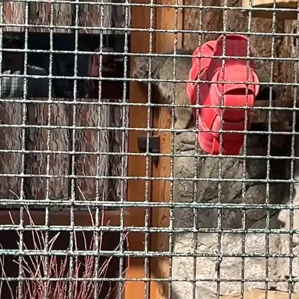 レニングラード動物園のマヌルネコの写真