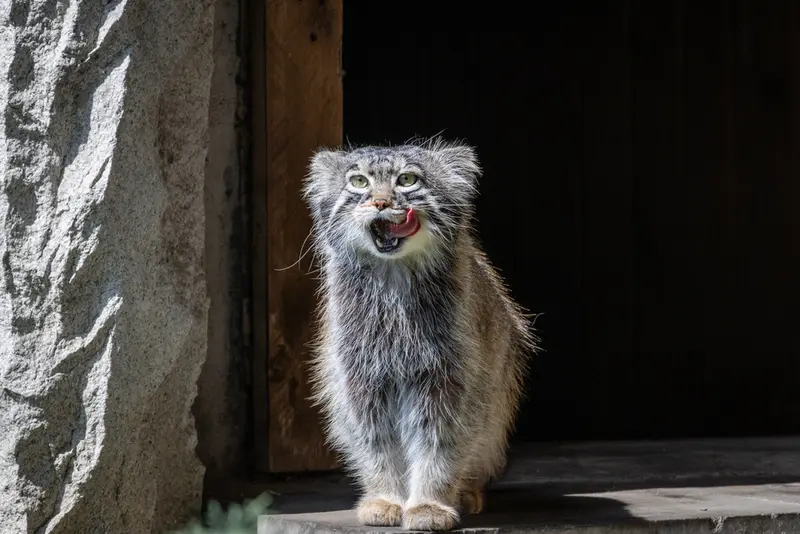 モスクワ動物園のティモフェイの写真