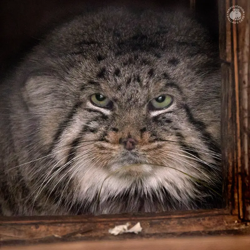 レニングラード動物園のマヌルネコのスヴェン