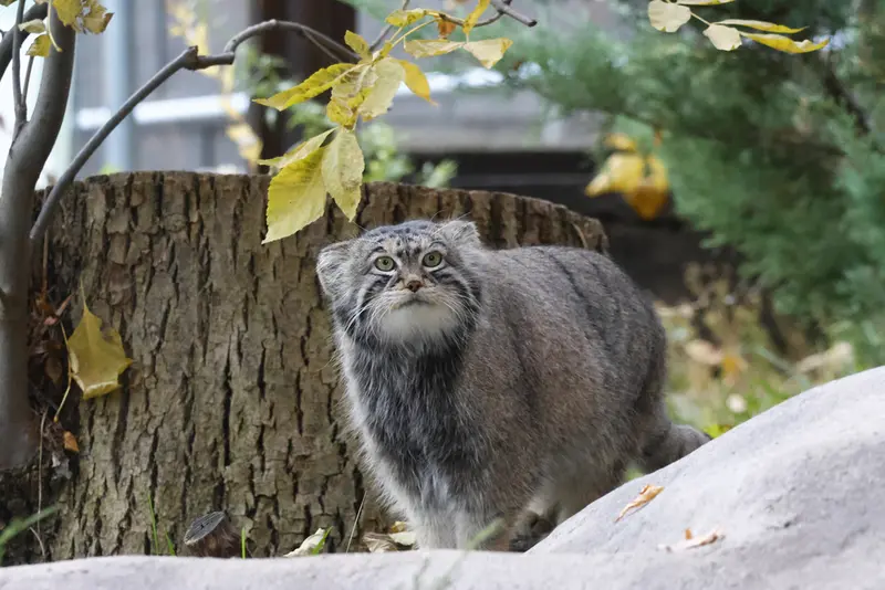 モスクワ動物園のティモフェイの写真