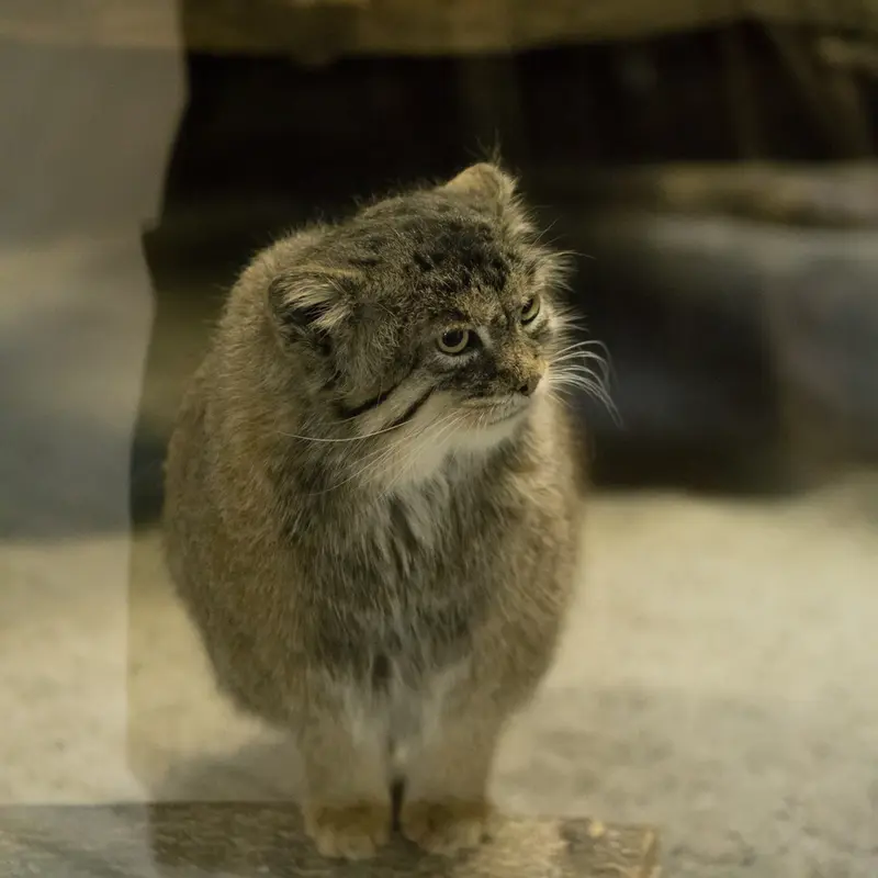 恩賜上野動物園のプリームラの写真