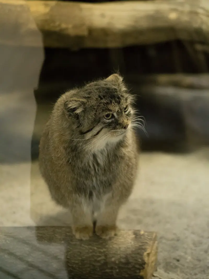 恩賜上野動物園のプリームラの写真