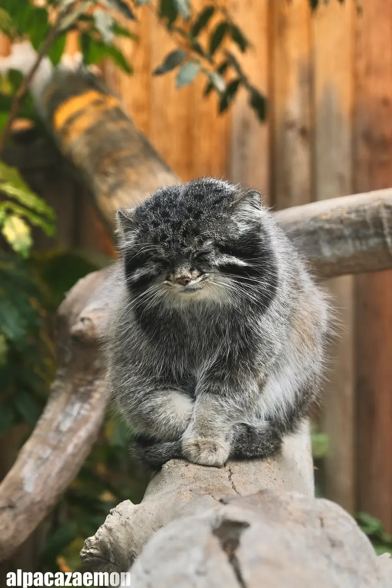 神戸どうぶつ王国のナルの写真
