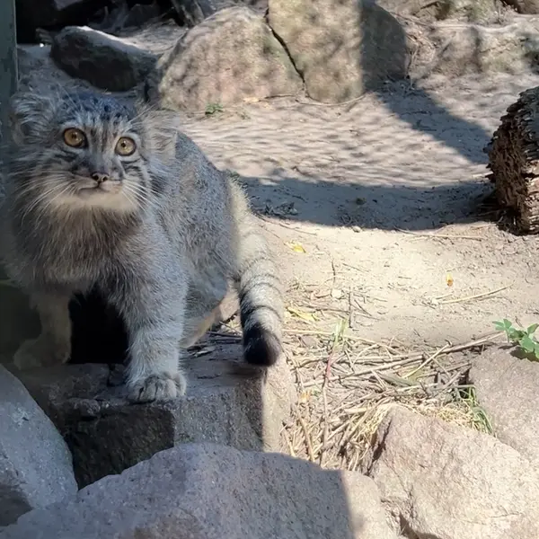 ブダペスト動物園・植物園のマヌルネコの写真