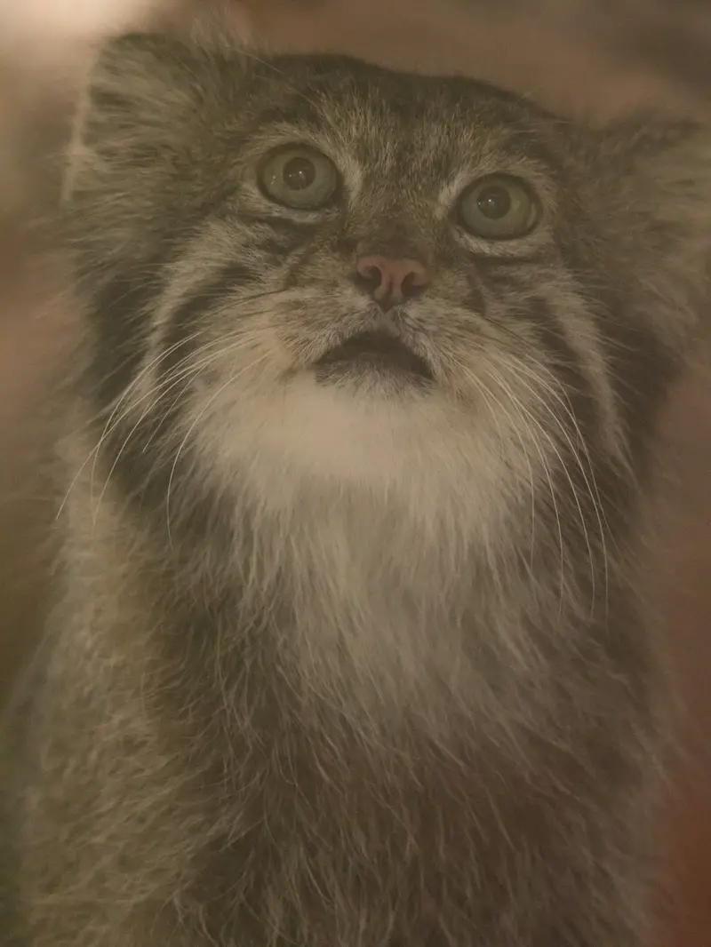恩賜上野動物園のクリョンの写真