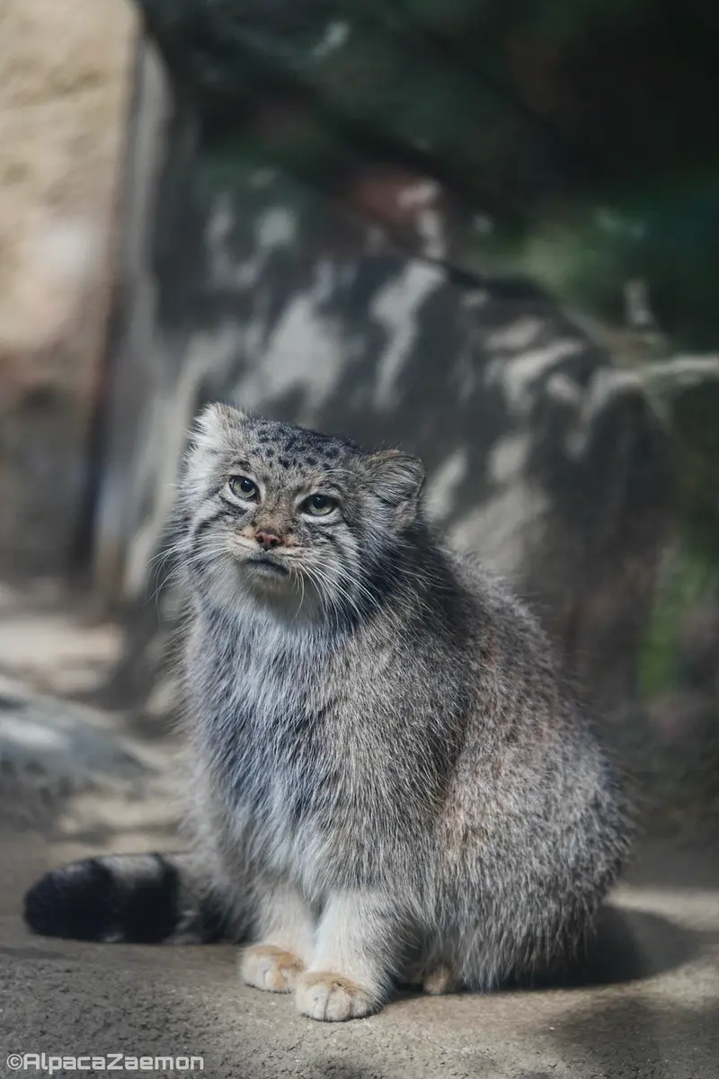 神戸どうぶつ王国のアズの写真