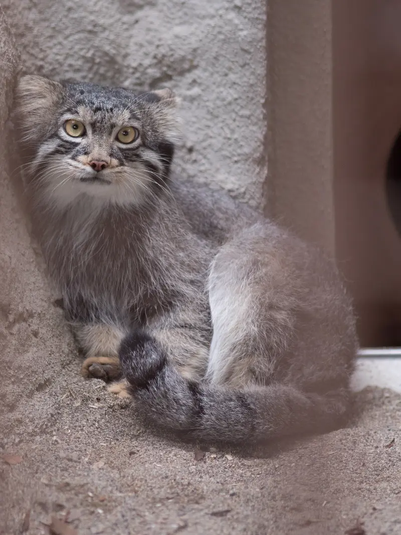 野毛山動物園のフィーガの写真