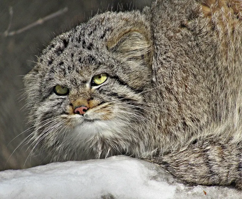 ノヴォシビルスク動物園のマヌルネコの写真