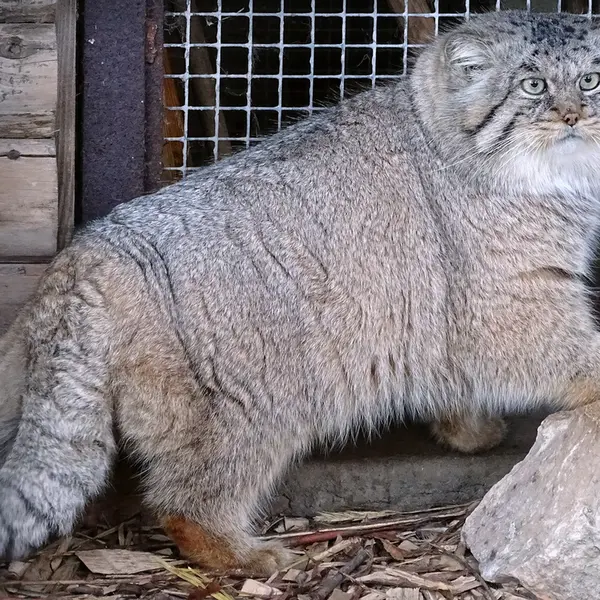 リガ動物園のビョルンの写真