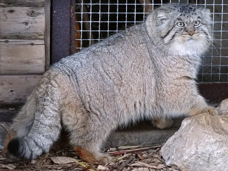 リガ動物園のビョルンの写真