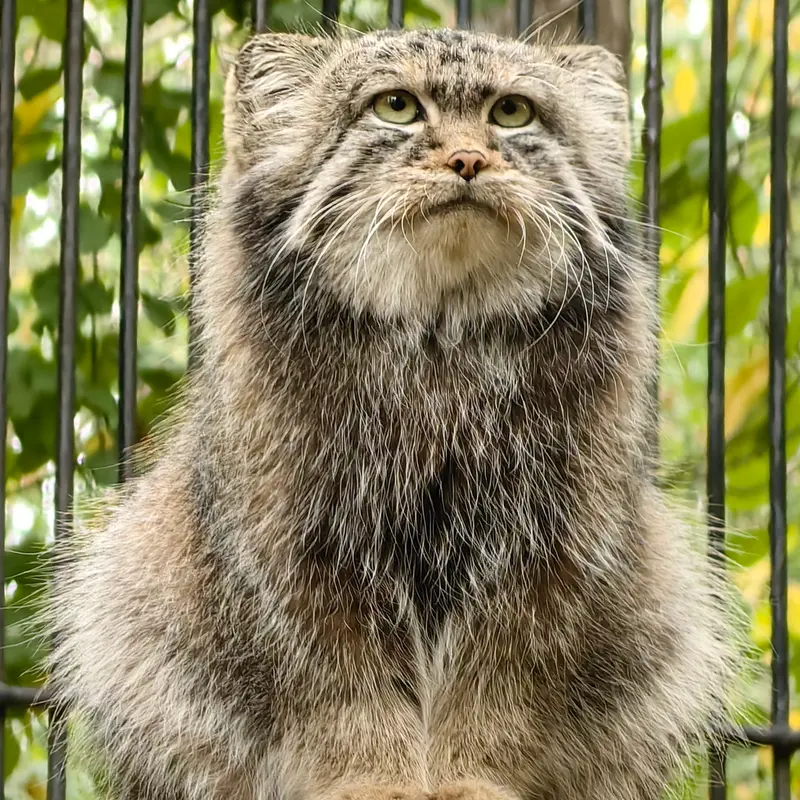 ノヴォシビルスク動物園のシルヴェスターの写真