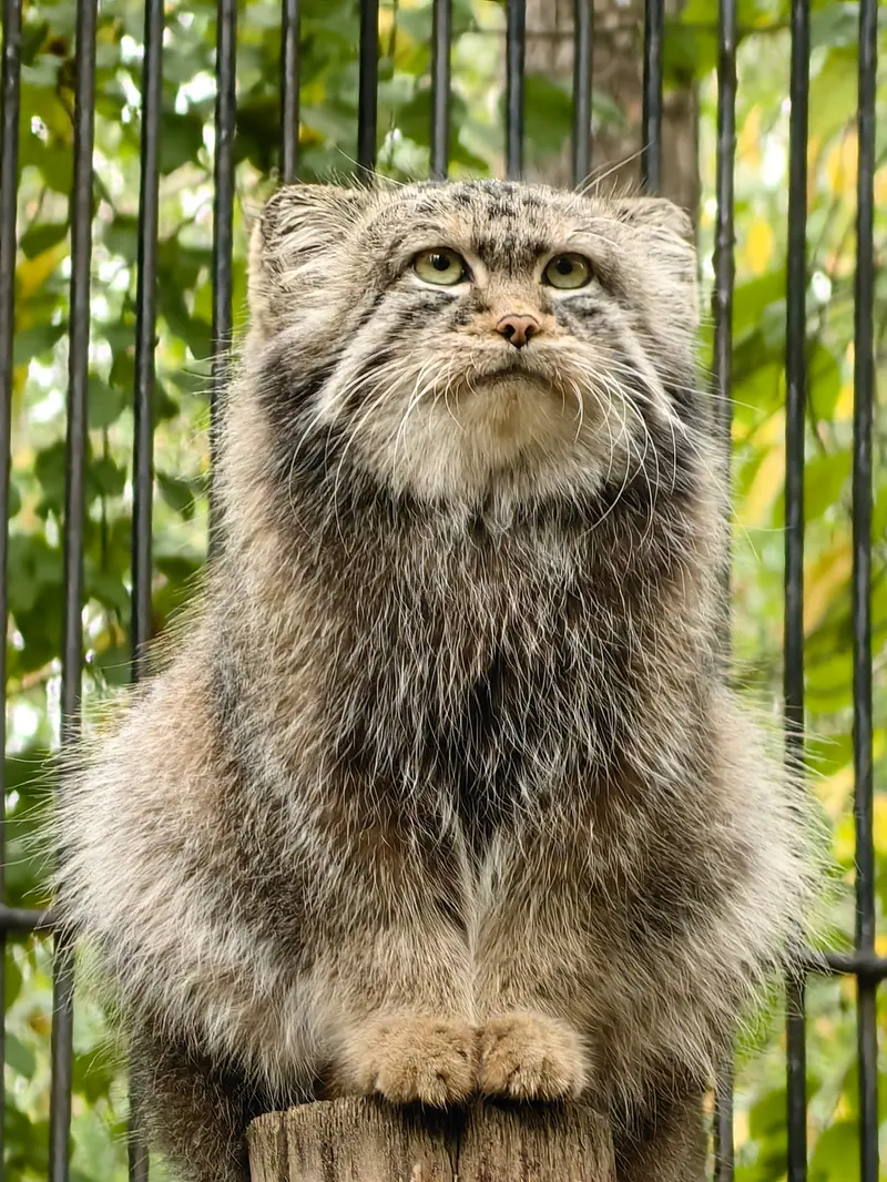 ノヴォシビルスク動物園のシルヴェスターの写真
