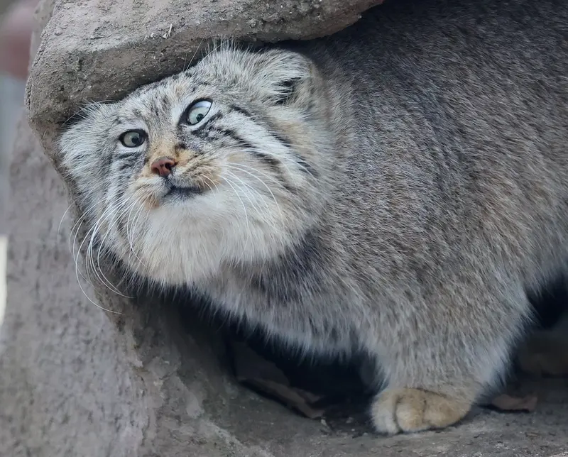 埼玉県こども動物自然公園のロータスの写真