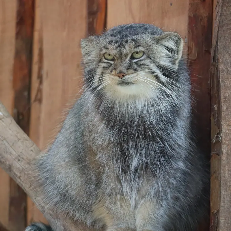 タリン動物園のアルタニの写真