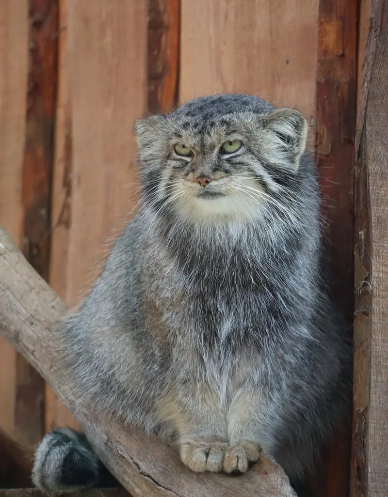 タリン動物園のアルタニの写真