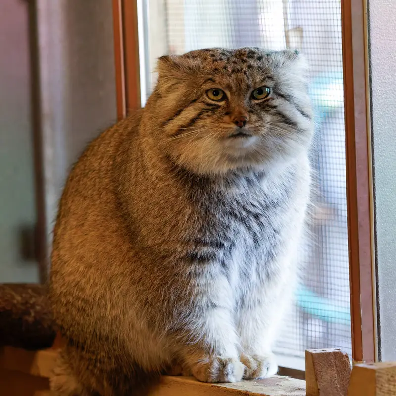 埼玉県こども動物自然公園のロータスの写真