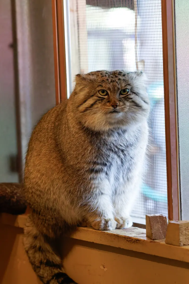 埼玉県こども動物自然公園のロータスの写真