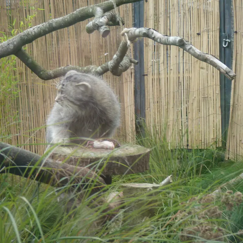 エディンバラ動物園のアキコの写真