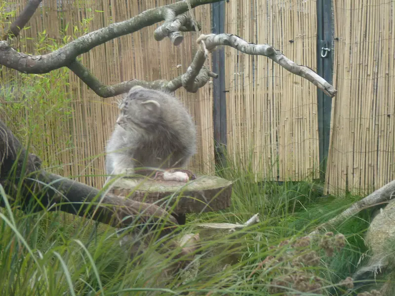 エディンバラ動物園のアキコの写真