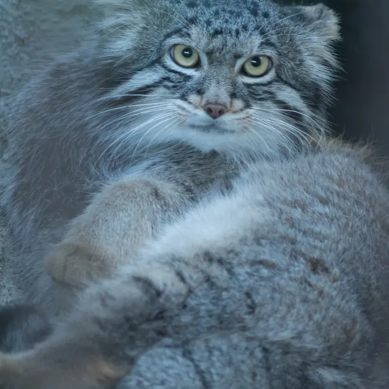 野毛山動物園のフィーガの写真