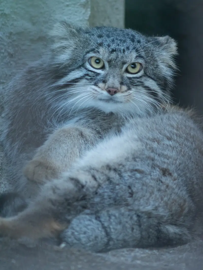 野毛山動物園のフィーガの写真