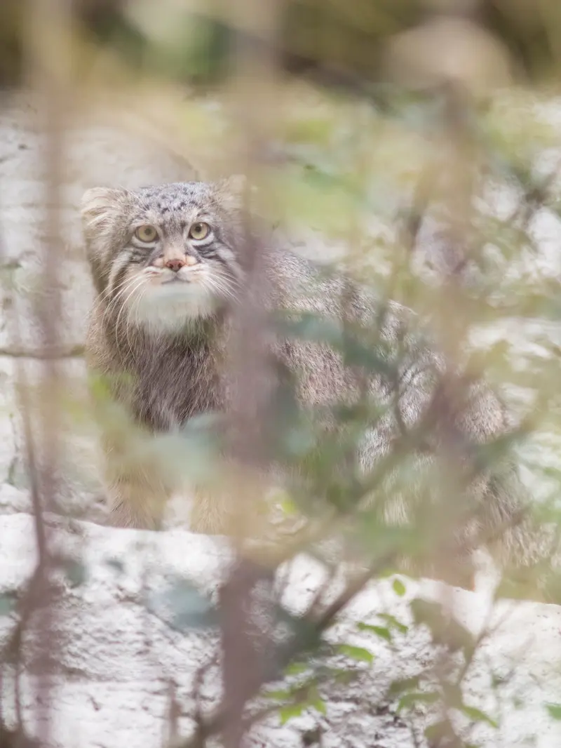 野毛山動物園のフィーガの写真