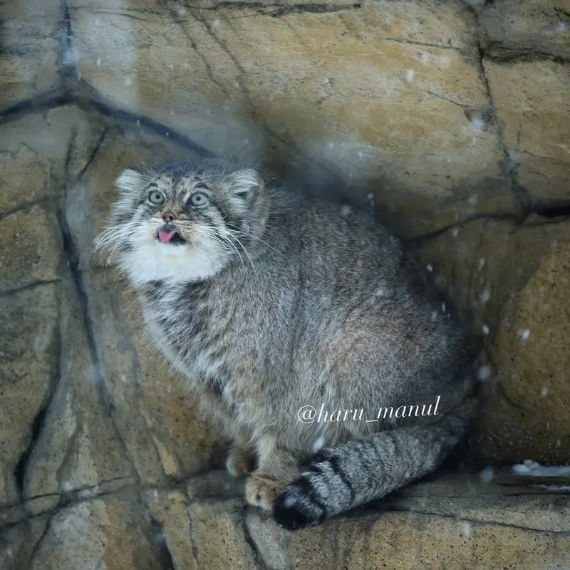 那須どうぶつ王国のポリーの写真