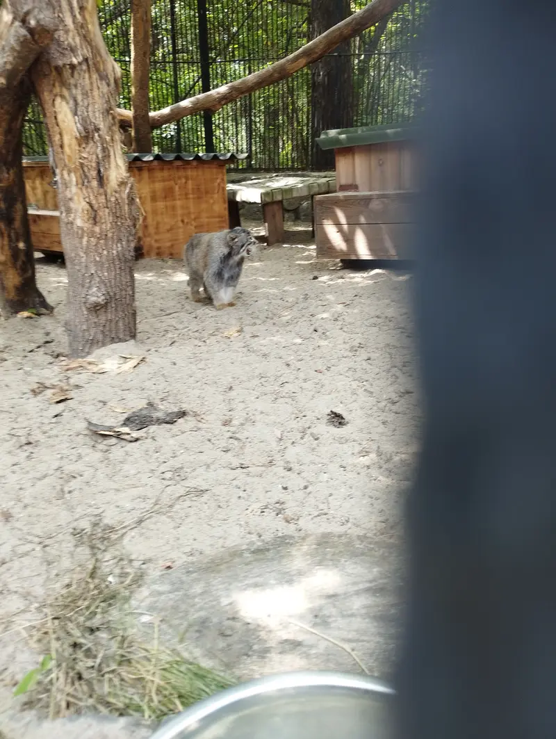 ノヴォシビルスク動物園のマヌルネコの写真