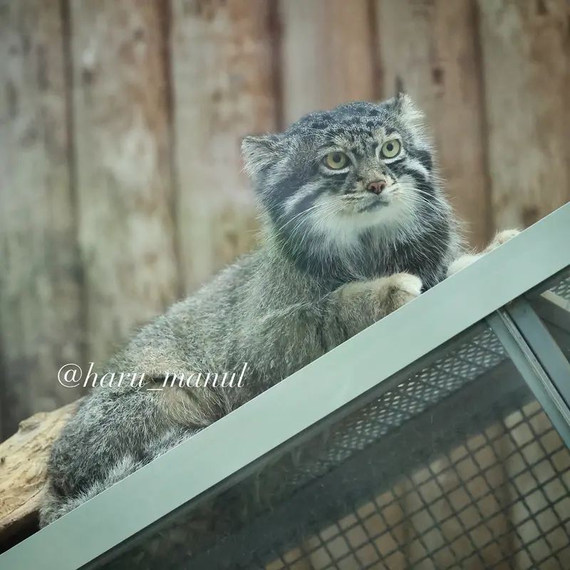 神戸どうぶつ王国のナルの写真