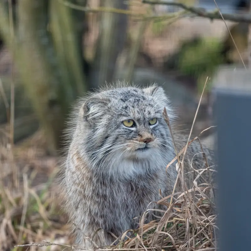 コルケアサーリ動物園のアルカスの写真