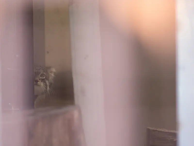 野毛山動物園のフィーガの写真