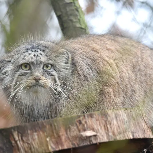 ブルノ動物園のローザの写真